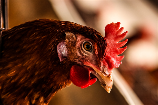 BoerBurgerBeweging wil wet 'Recht op Landbouw' - pluimveeactueel.nl