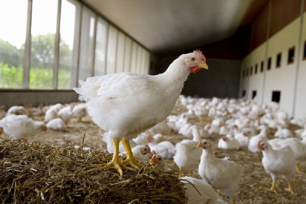 Albert Heijn verduurzaamt kipketen met Beter voor Kip, Natuur & Boer