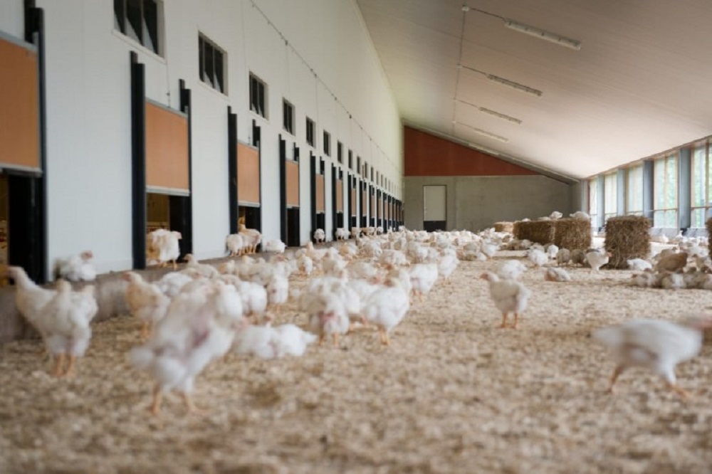 Albert Heijn verduurzaamt kipketen met Beter voor Kip, Natuur & Boer