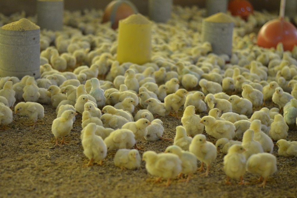 Consumentenprijs pluimveevlees ongewijzigd, prijsherstel af boerderij