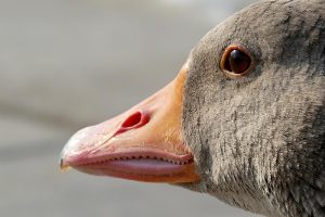 H5-besmette gans aangetroffen in Eemdijk