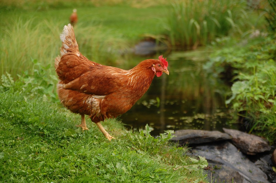 Stand van zaken gewijzigde Wet Dieren