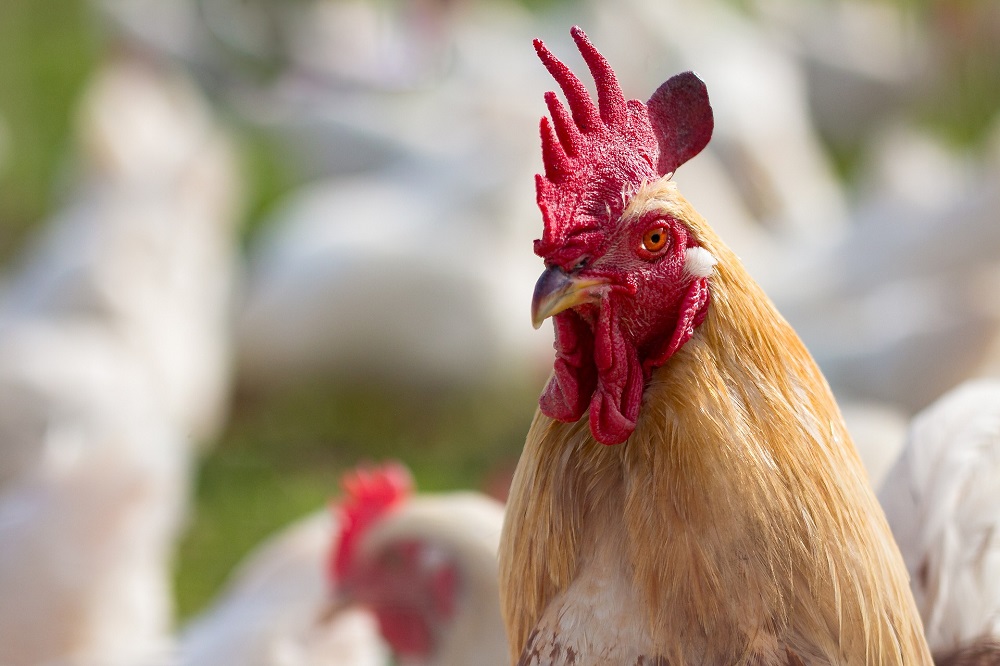 AdVee Dierenartsen neemt AviVet Lunteren over