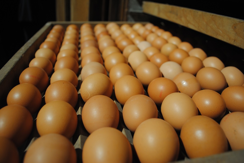 Onmogelijk hamer hoofdonderwijzer Forse daling prijs eieren af boerderij - pluimveebedrijf.nl