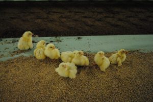 Consumentenprijs pluimveevlees 1% hoger, verder herstel prijs af boerderij