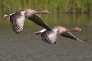 Bioveiligheidsstatus pluimveebedrijf extra belangrijk nu vogeltrek is begonnen