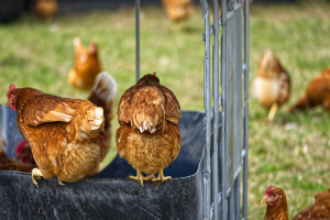 Vogelgriep vastgesteld bij vogels op een kleinschalige houderij in Parrega