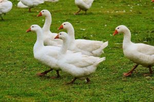 Vogelgriep vastgesteld bij kleinschalige houderij in Nieuwerbrug