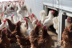 Vogelgriep vastgesteld op pluimveebedrijf in Woltersum