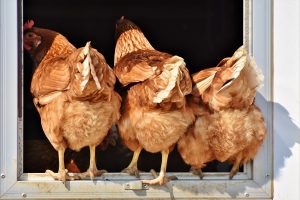 Vogelgriep vastgesteld op legbedrijf in Hekendorp