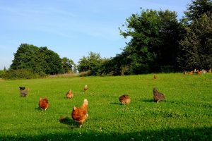 Kip.Kiplekker nieuwe partner van Platform Boerderijeducatie Nederland