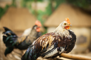 Vogelgriep vastgesteld in Spijkenisse (ZH)