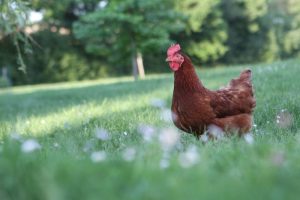 Beter boeren geeft impuls aan milieu, boer en dier