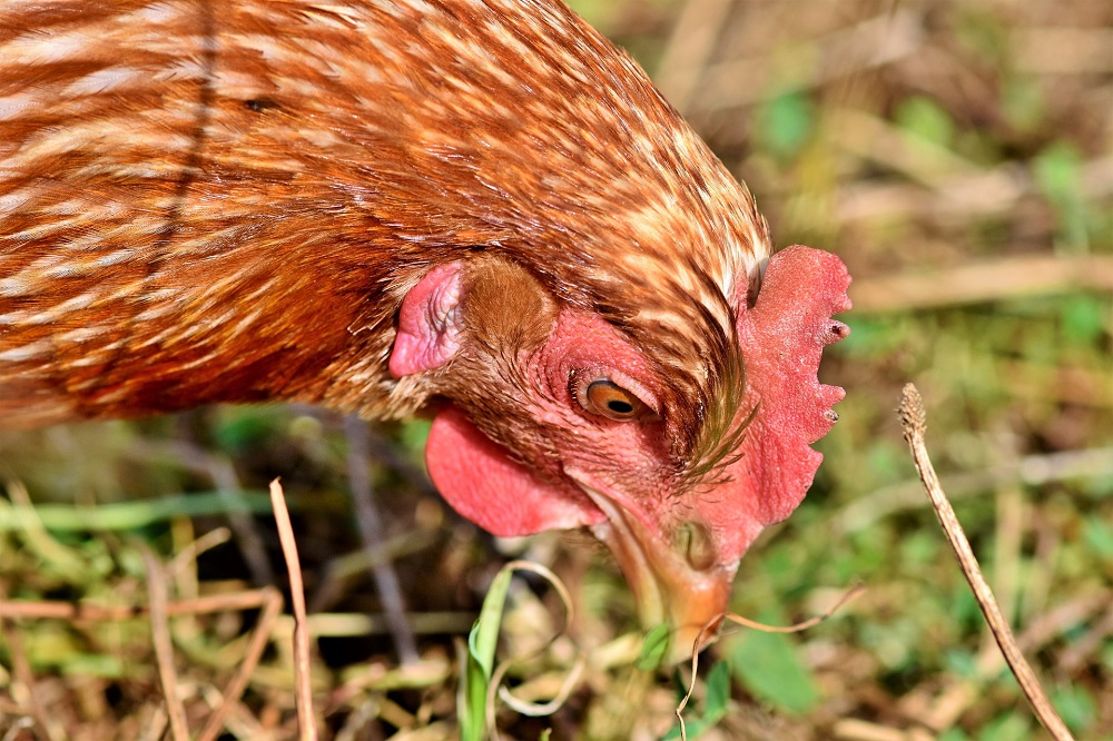 ILT-uitbraken met wildtype virus bij commercieel pluimvee in de Gelderse vallei