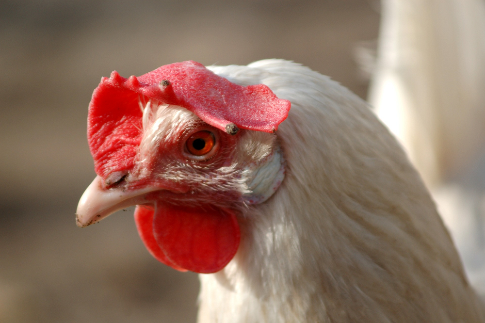 Dierenartsen: Wacht niet langer met vaccineren tegen vogelgriep