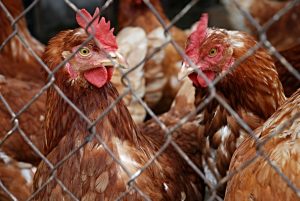 Vogelgriep vastgesteld in Oudwoude