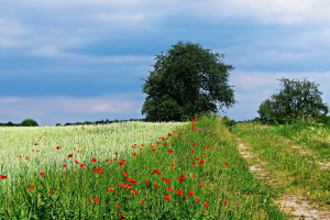 Inspiratie- en netwerksessie: verdienmodellen met ecosysteemdiensten en korte ketens