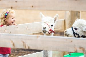 Toolkit helpt boeren en tuinders om veilige open dag te organiseren