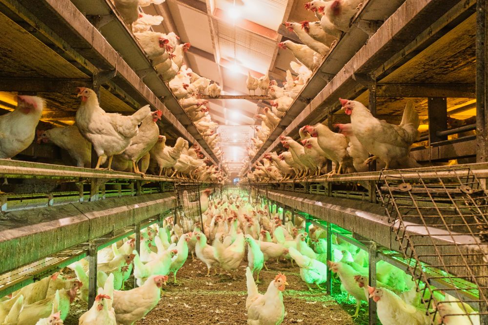 Antibioticagebruik Belgische veehouderij daalt met ruim 62 procent sinds 2011