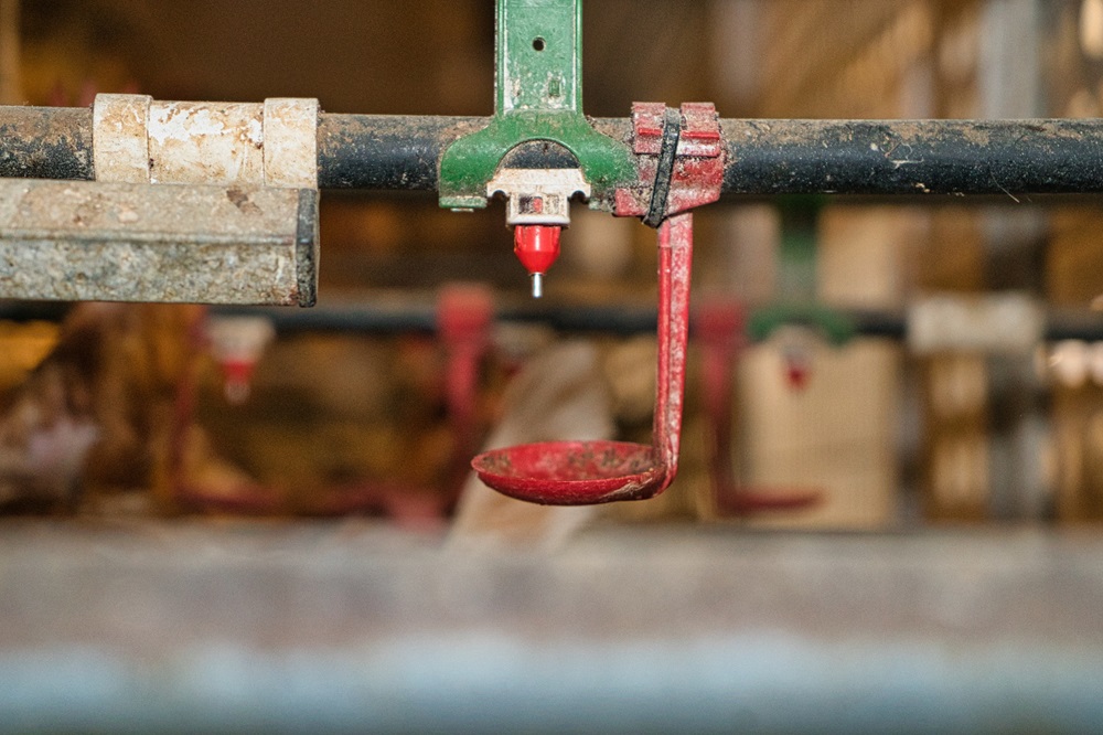 automatisch schoon water voor de kippen