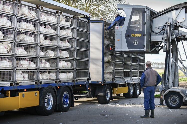 Transport kalkoenen: “Gezond laden en gezond afleveren”