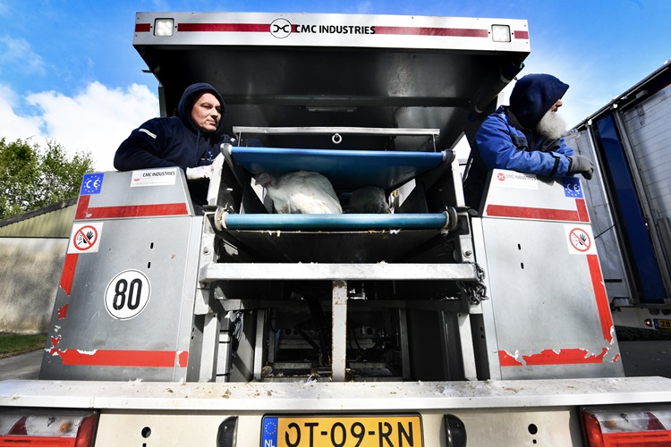 “Machinaal vangen bij kalkoenen al jaren gemeengoed”