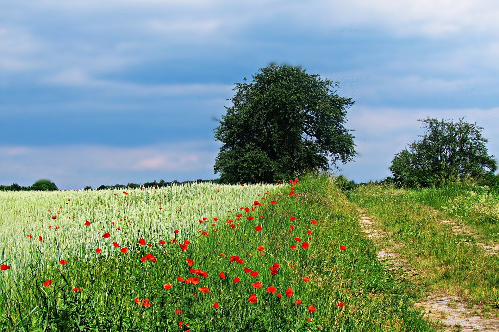 Visiedocument van stichting Biodiversiteitsmonitor aangeboden aan ministerie