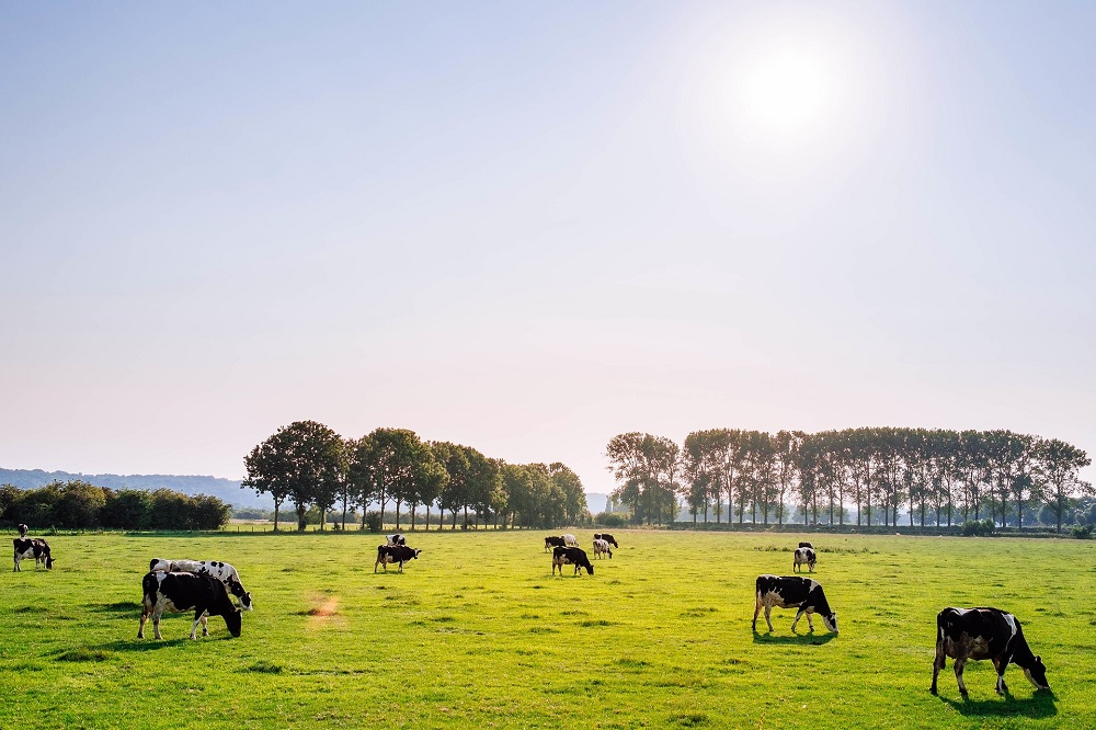 Minder meldingen over hittestress bij dieren in 2024