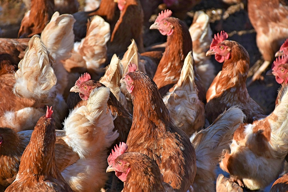 Afroming dierrechten ook voor pluimvee en varkens