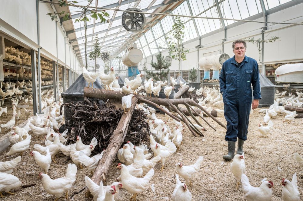 Kipster-eieren nu ook in België