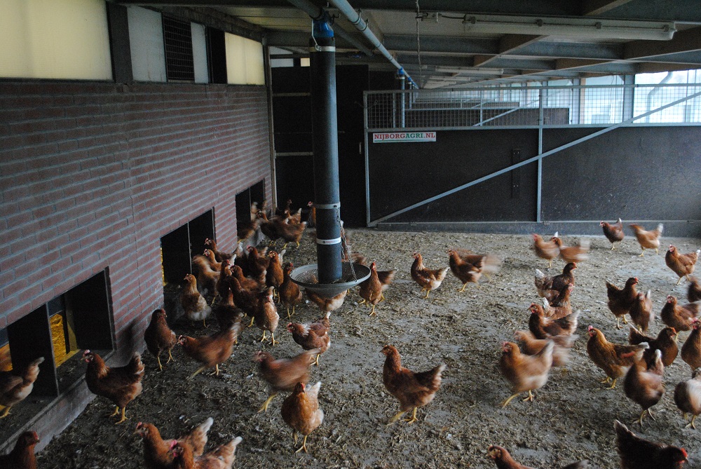 Kans op vogelgriep is momenteel laag tot matig