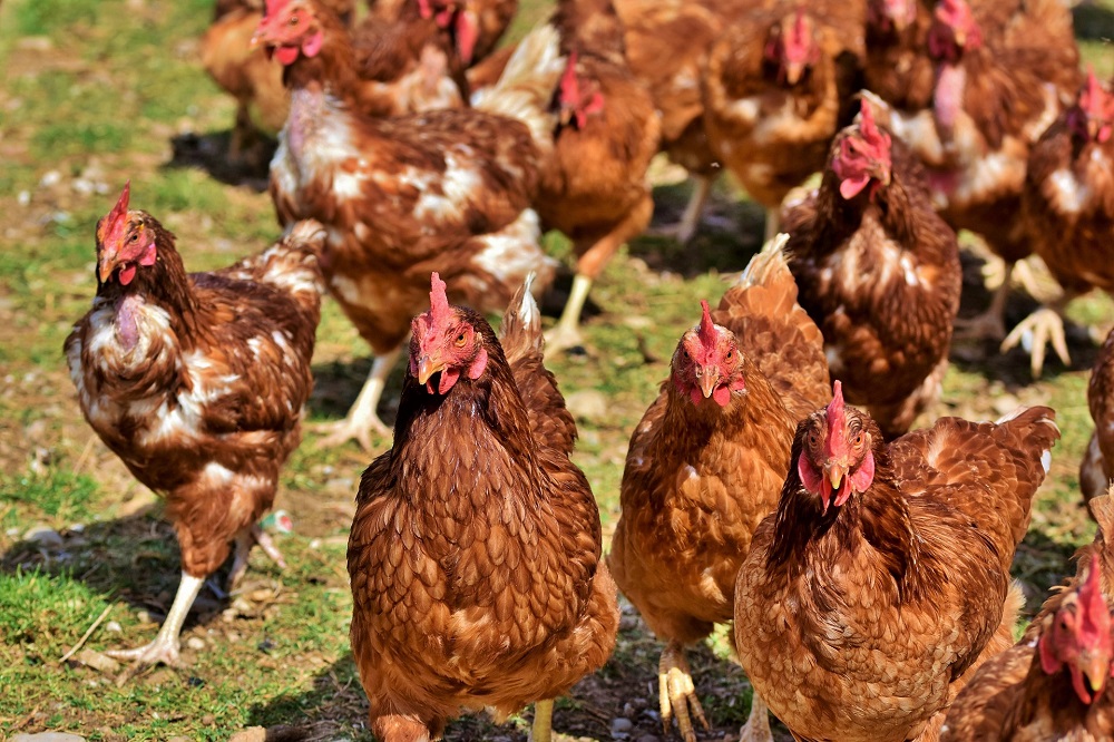 NVWA: transporthygiëne aanscherpen tegen vogelgriep en varkenspest