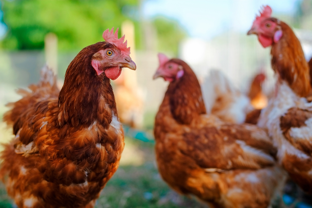 Start pilot vaccineren pluimvee tegen vogelgriep