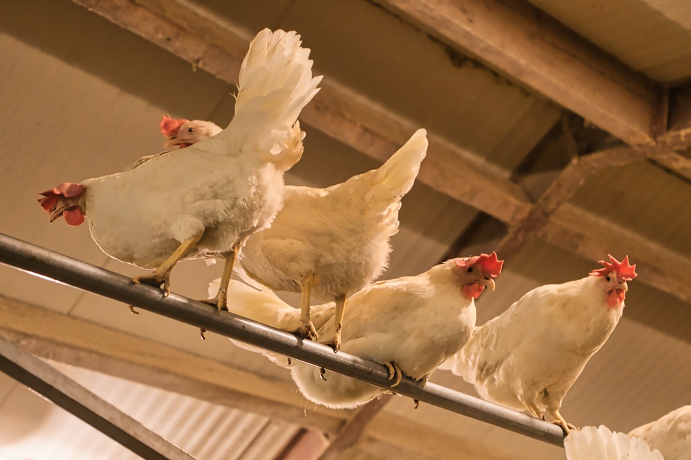 Vogelgriep vastgesteld in Hoogstede