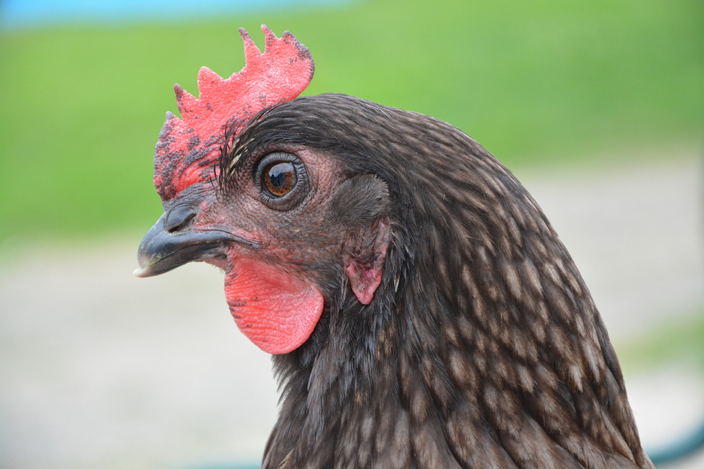 Situatie vogelgriep en uitbraak vogelgriep in grensgebied Duitsland