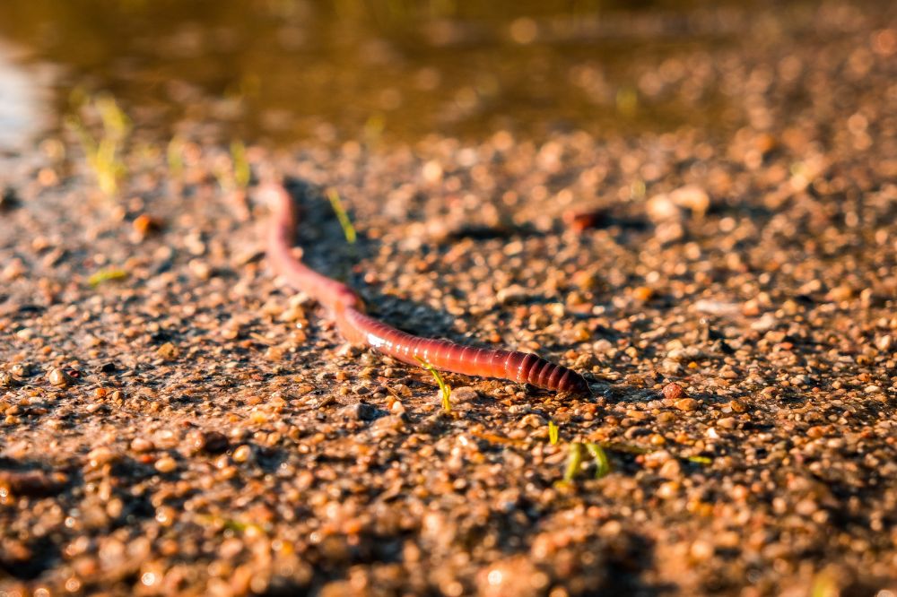 PFAS: via de regenworm in de kip en het ei