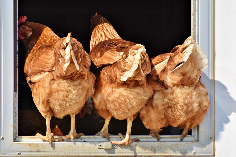 Vogelgriepvaccins bieden leghennen langdurige bescherming in veldstudie