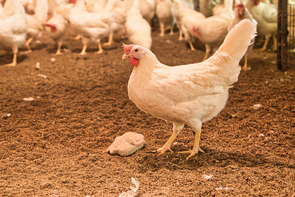 Toename besmette vogels vergroot risico vogelgriep op pluimveebedrijven