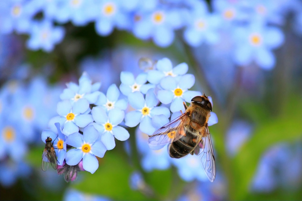 Onderzoek deelvervanging sojaolie door insectenolie in vleespluimveevoer