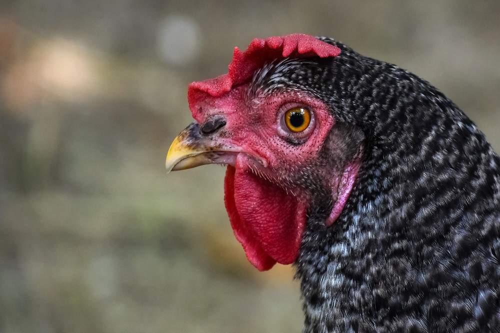 Afvoermogelijkheden gebied Idsegahuizum en risicobeoordeling vogelgriep