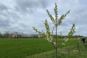 Landbouw met bomen: kennis- en inspiratie dag over agroforestry